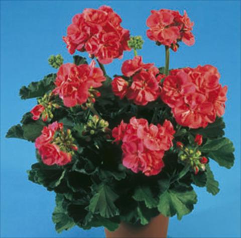 Photos von Blumenvarianten benutzt als: Beet- / Rabattenpflanze Pelargonium zonale Moonlight® Greco