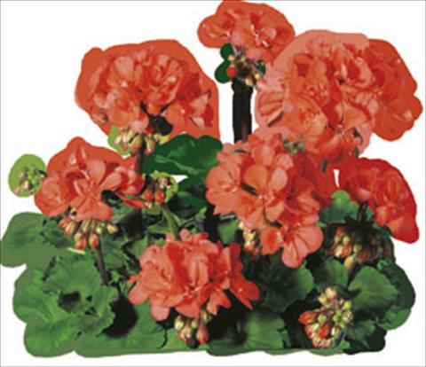 Photos von Blumenvarianten benutzt als: Beet- / Rabattenpflanze Pelargonium zonale Moonlight® Guido