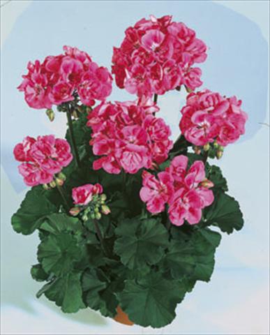 Photos von Blumenvarianten benutzt als: Beet- / Rabattenpflanze Pelargonium zonale Moonlight® Lady Ramona