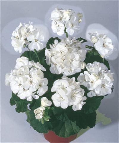 Photos von Blumenvarianten benutzt als: Beet- / Rabattenpflanze Pelargonium zonale Moonlight® Sailing