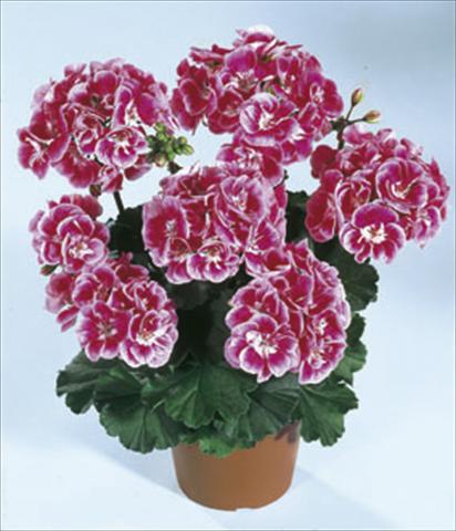 Photos von Blumenvarianten benutzt als: Beet- / Rabattenpflanze Pelargonium zonale Moonlight® Vineta