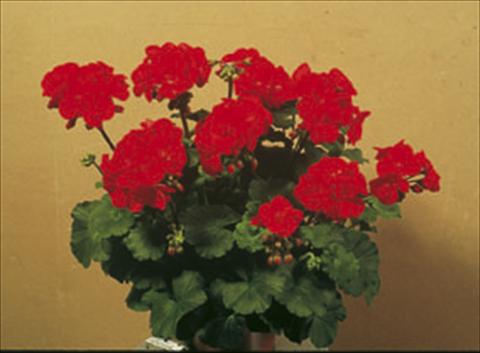 Photos von Blumenvarianten benutzt als: Beet- / Rabattenpflanze Pelargonium zonale Sunrise® Elara