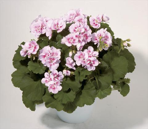 Photos von Blumenvarianten benutzt als: Beet- / Rabattenpflanze Pelargonium zonale Sunrise® Kristina