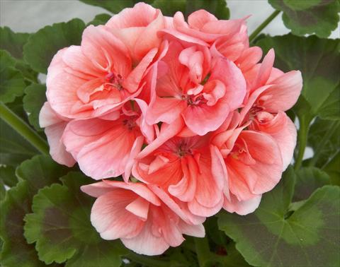 Photos von Blumenvarianten benutzt als: Beet- / Rabattenpflanze Pelargonium zonale Sunrise® Rosetta