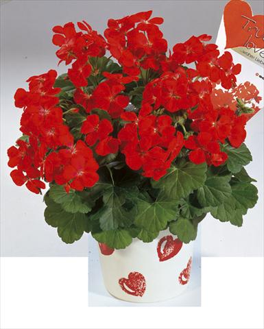 Photos von Blumenvarianten benutzt als: Beet- / Rabattenpflanze Pelargonium zonale True Love Red