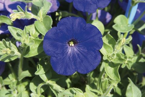 Photos von Blumenvarianten benutzt als: Ampel/Topf Petunia pendula Charming Blue