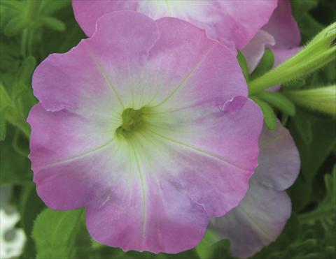 Photos von Blumenvarianten benutzt als: Ampel/Topf Petunia pendula Charming Pink