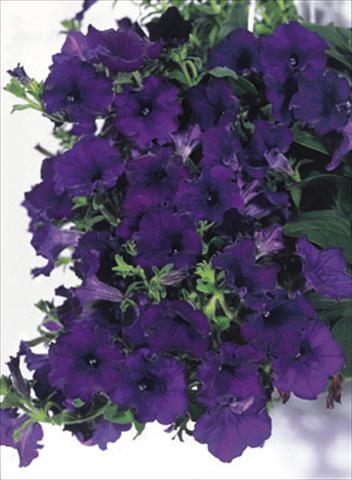 Photos von Blumenvarianten benutzt als: Ampel/Topf Petunia CompactFamous™ Blue