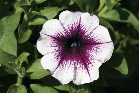 Photos von Blumenvarianten benutzt als: Ampel/Topf Petunia Famous™ Dark Violet Vein