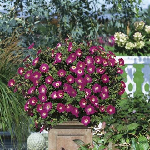 Photos von Blumenvarianten benutzt als: Ampel/Topf Petunia Famous™ Hot Rose Morn