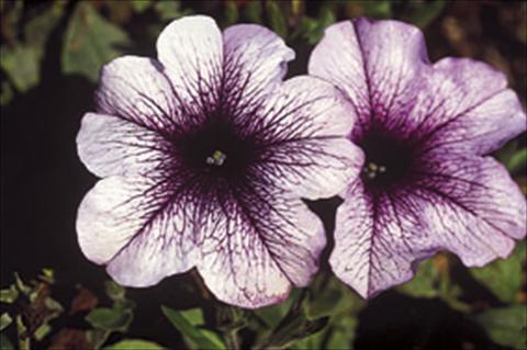 Photos von Blumenvarianten benutzt als: Ampel/Topf Petunia Famous™ Lilac Dark Vein