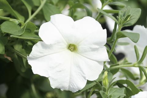 Photos von Blumenvarianten benutzt als: Ampel/Topf Petunia Famous™ New White
