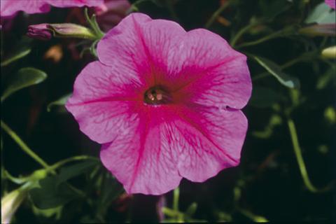 Photos von Blumenvarianten benutzt als: Ampel/Topf Petunia Famous™ Rose Star
