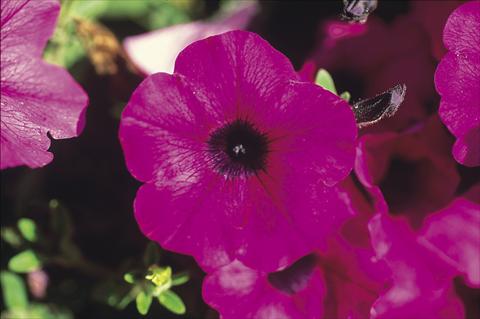 Photos von Blumenvarianten benutzt als: Ampel/Topf Petunia Famous™ Trailing Purple