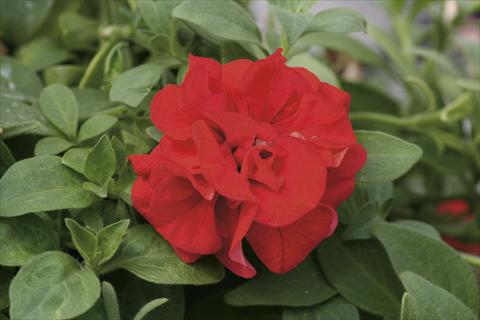 Photos von Blumenvarianten benutzt als: Ampel/Topf Petunia pendula Sweet Sunshine® Red