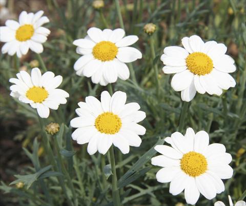 Photos von Blumenvarianten benutzt als: Beet- / Rabattenpflanze Argyranthemum LaRita® White Beauty