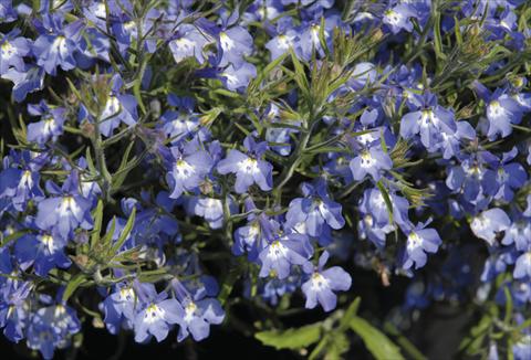 Photos von Blumenvarianten benutzt als: Beet- / Rabattenpflanze Lobelia Curaçao® Blue with Eye