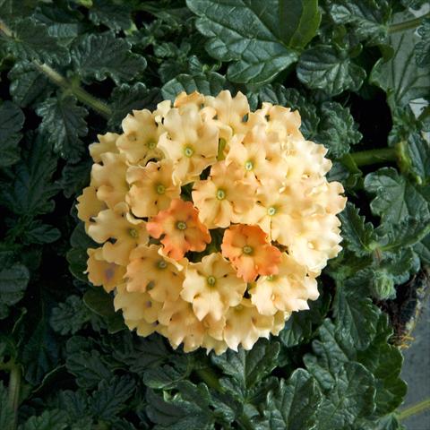 Photos von Blumenvarianten benutzt als: Beet- / Rabattenpflanze Verbena Fuego™ sel® Apricot