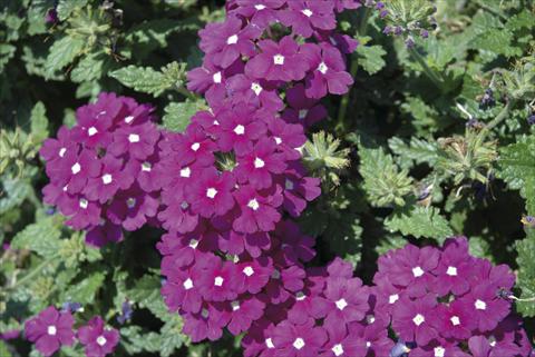 Photos von Blumenvarianten benutzt als: Beet- / Rabattenpflanze Verbena Fuego™ sel® Violet with Eye