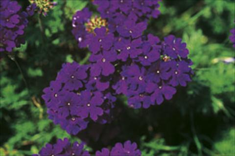 Photos von Blumenvarianten benutzt als: Ampel/Topf Verbena Lascar® sel® Dark Blue