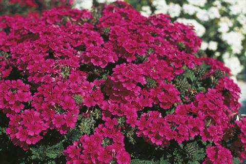 Photos von Blumenvarianten benutzt als: Ampel/Topf Verbena Lascar® sel® Hot Rose
