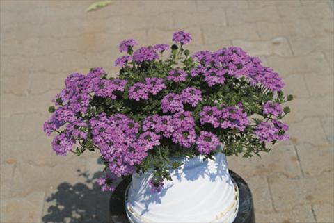 Photos von Blumenvarianten benutzt als: Ampel/Topf Verbena Compact Lascar® Lavender