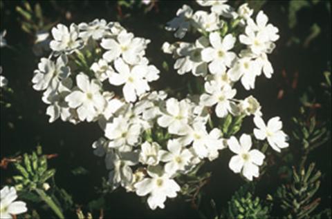 Photos von Blumenvarianten benutzt als: Ampel/Topf Verbena Compact Lascar® White