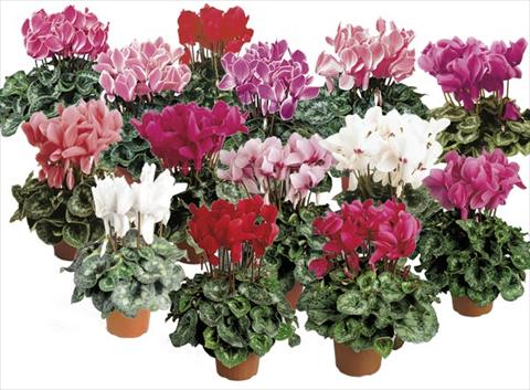 Photos von Blumenvarianten benutzt als: Topf und Beet Cyclamen persicum Formula 1