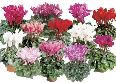 Photos von Blumenvarianten benutzt als: Topf und Beet Cyclamen persicum Formula 2