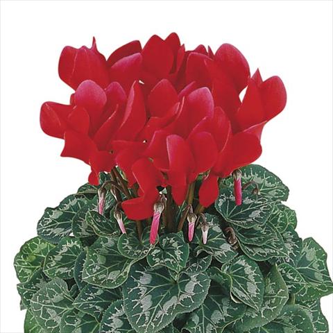 Photos von Blumenvarianten benutzt als: Topf und Beet Cyclamen persicum Halios® Écarlate Vif