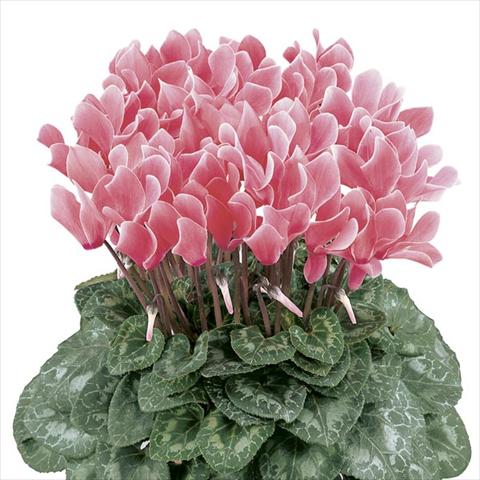 Photos von Blumenvarianten benutzt als: Topf und Beet Cyclamen persicum Latinia® Flammé Premium