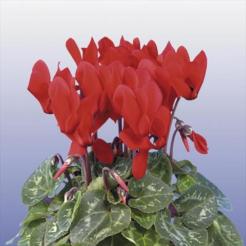 Photos von Blumenvarianten benutzt als: Topf und Beet Cyclamen persicum mini Super Serie Compact Red