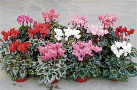 Photos von Blumenvarianten benutzt als: Topf und Beet Cyclamen persicum Midi Competition F1