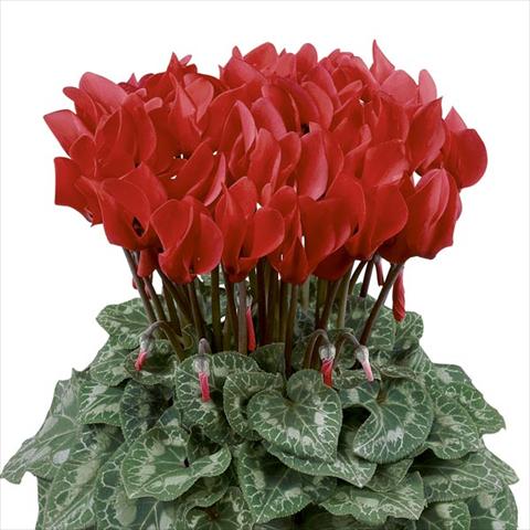 Photos von Blumenvarianten benutzt als: Topf und Beet Cyclamen persicum Latinia® Rouge Écarlate