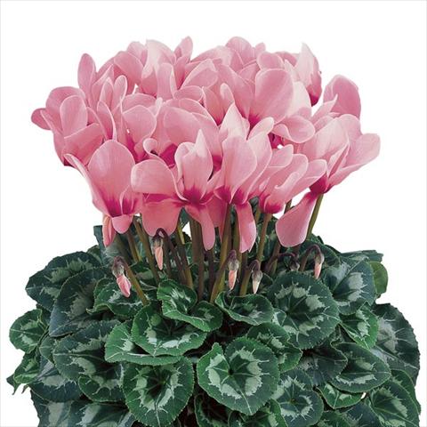 Photos von Blumenvarianten benutzt als: Topf und Beet Cyclamen persicum Halios® Rose à Oeil