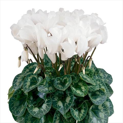 Photos von Blumenvarianten benutzt als: Topf und Beet Cyclamen persicum Halios® Blanc Pur