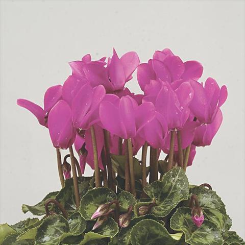Photos von Blumenvarianten benutzt als: Topf und Beet Cyclamen persicum mini Super Serie Verano Dark Violet