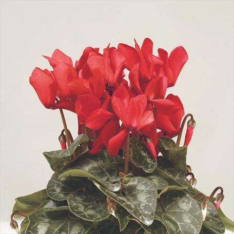 Photos von Blumenvarianten benutzt als: Topf und Beet Cyclamen persicum mini Super Serie Verano Red