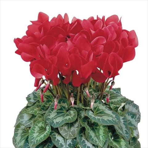 Photos von Blumenvarianten benutzt als: Topf und Beet Cyclamen persicum Halios® Écarlate Vif Compact