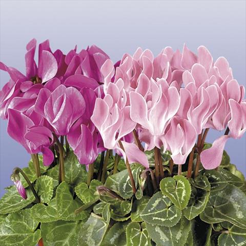 Photos von Blumenvarianten benutzt als: Topf und Beet Cyclamen persicum mini Super Serie Compact Flamed Mix