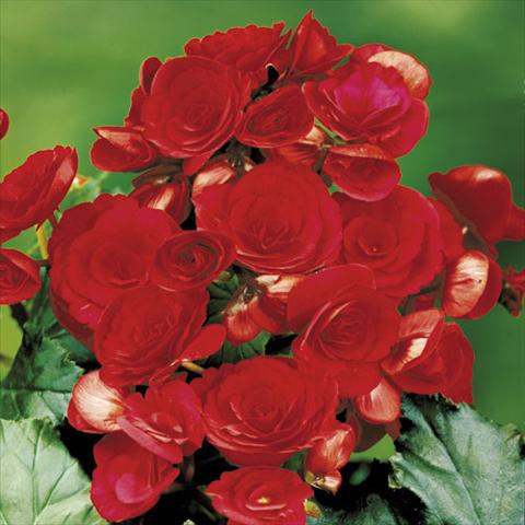 Photos von Blumenvarianten benutzt als: Ampel/Topf Begonia elatior Barkos Red