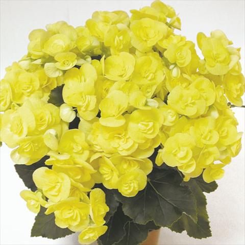 Photos von Blumenvarianten benutzt als: Ampel/Topf Begonia elatior Blitz Yellow