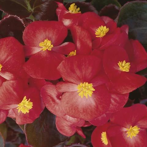 Photos von Blumenvarianten benutzt als: Topf und Beet Begonia semperflorens Hy F1 Scarlet Bronzed Leaf