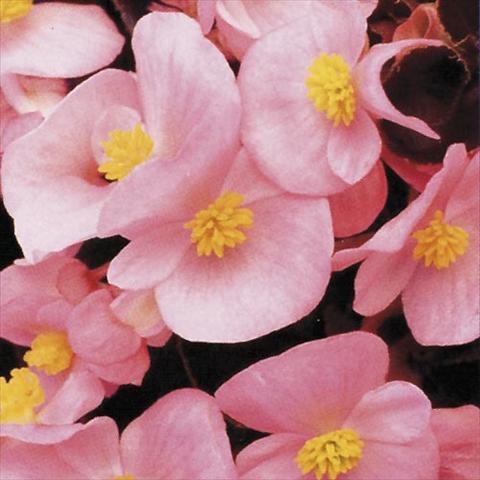 Photos von Blumenvarianten benutzt als: Topf und Beet Begonia semperflorens Hy F1 Rose Bronzed leaf