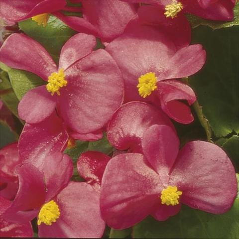 Photos von Blumenvarianten benutzt als: Topf und Beet Begonia semperflorens Hy F1 Rose Green leaf