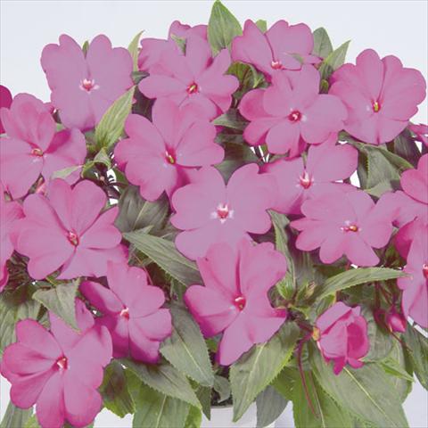 Photos von Blumenvarianten benutzt als: Ampel/Topf Impatiens N. Guinea Harmony Dark Purple