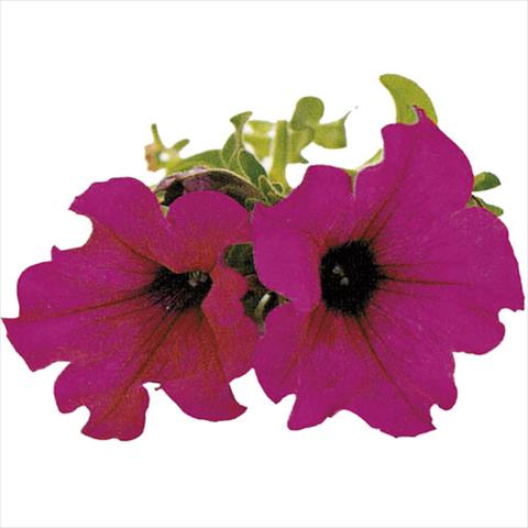 Photos von Blumenvarianten benutzt als: Ampel/Topf Petunia pendula Surfinia® Purple