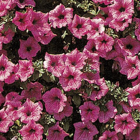 Photos von Blumenvarianten benutzt als: Ampel/Topf Petunia pendula Surfinia® Hot Pink 05
