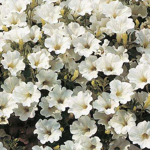 Photos von Blumenvarianten benutzt als: Ampel/Topf Petunia pendula Surfinia® White