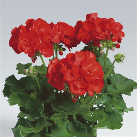 Photos von Blumenvarianten benutzt als: Topf, Beet, Terrasse Pelargonium zonale pac® Anthony